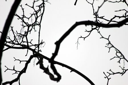 black and white branches backgroundの写真素材