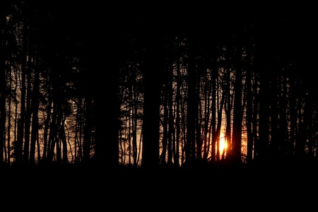 evening sundown forestの写真素材
