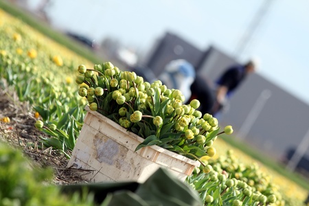 worker collecting tulip flowers