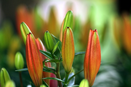 flower part close upの写真素材