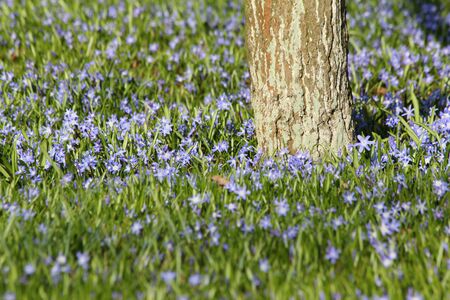 summer flower meadowの写真素材