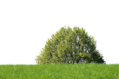 isolated tree landscape