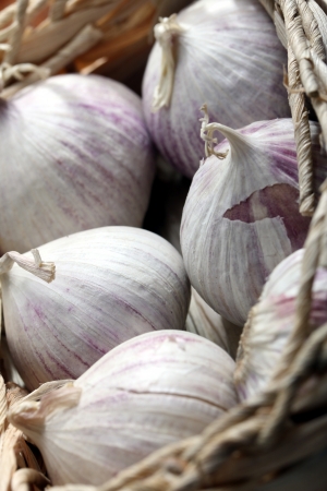 fresh garlic bulbsの写真素材