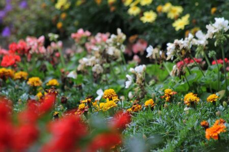 blur flowersの写真素材