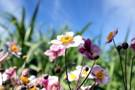flowers skyの写真素材