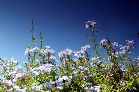 blue flower meadow and blue skyの写真素材