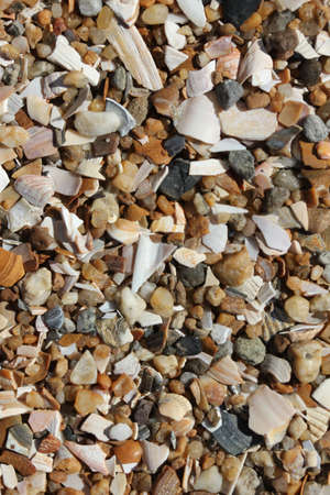 sand shell texture
