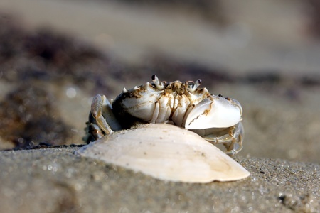 little beach crabの写真素材