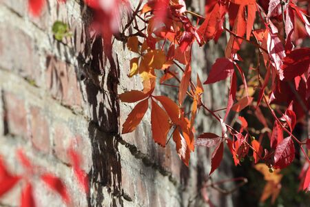 autumn nature brick wallの写真素材