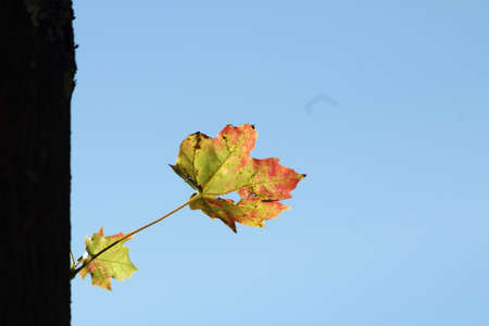 autumn nature leaf