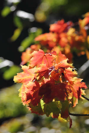 autumn nature