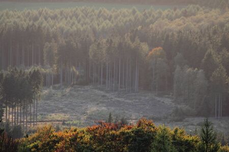 german forest landscapesの写真素材