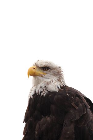 sea eagleの写真素材