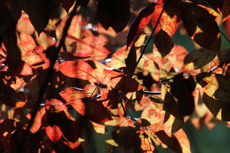 autumn leaves