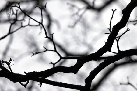black and white branches backgroundの写真素材