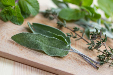 fresh green herbsの写真素材