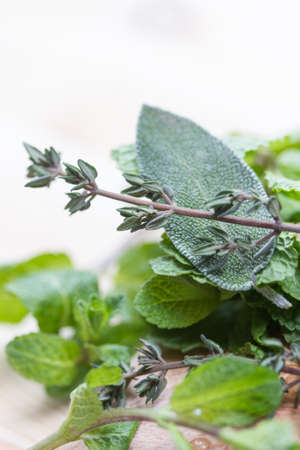 fresh green herbsの写真素材