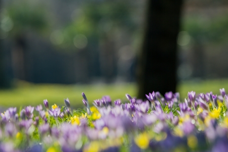 spring flower meadowの写真素材