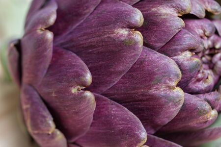 artichokeの写真素材