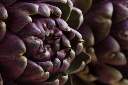 artichoke foliageの写真素材