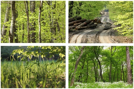 spring forest picture collectionの写真素材