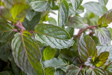 isolated mint plant