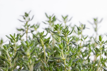 isolated thyme plantの写真素材