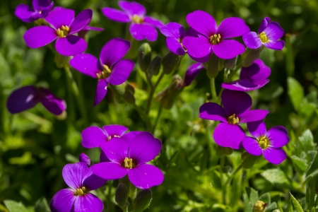purple flowersの写真素材