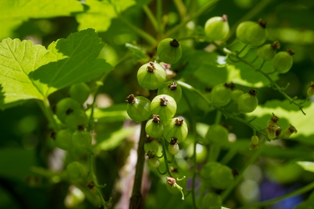 unripe currantsの写真素材