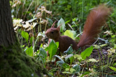 european squirrl in the parkの写真素材