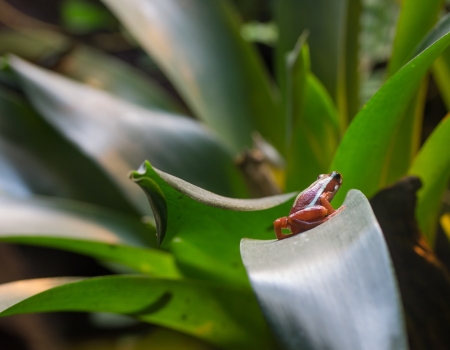 poisoned arrow frogの写真素材