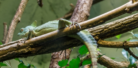 Plumed Basiliskの写真素材