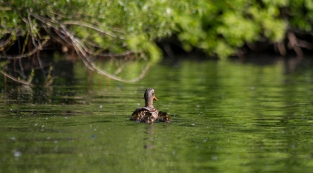 Duck family on a lakeの写真素材