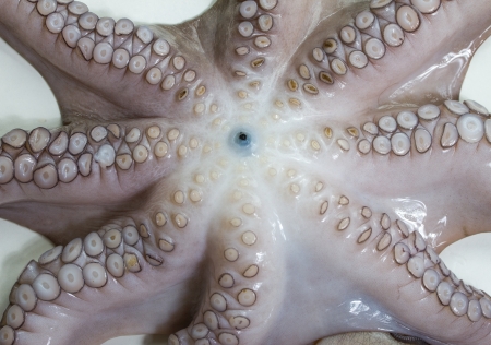 isolated fresh octopusの写真素材
