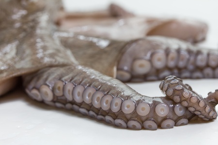 isolated fresh octopusの写真素材