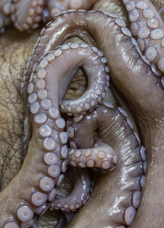 isolated fresh octopusの写真素材