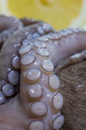 isolated fresh octopusの写真素材