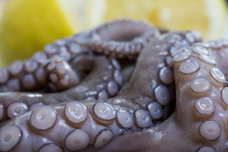 isolated fresh octopusの写真素材