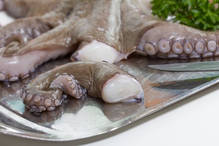isolated fresh octopusの写真素材