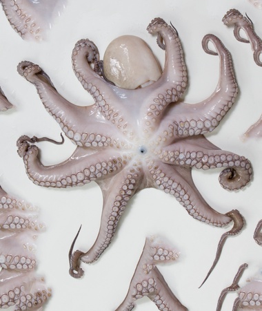 isolated fresh octopusの写真素材