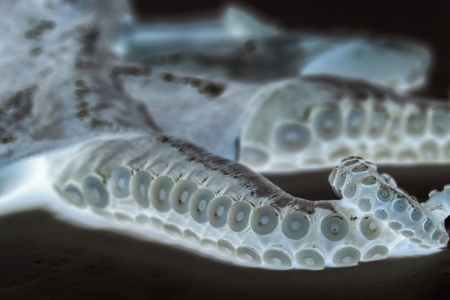 octopus x-ray styleの写真素材