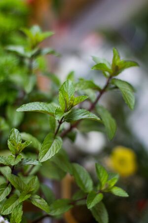 mint plantの写真素材