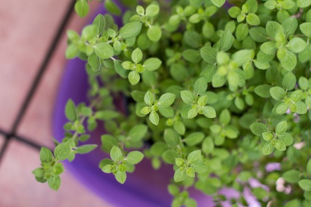 oregano spice plantの写真素材