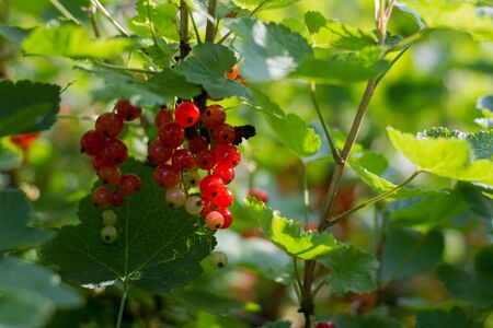 garden currantsの写真素材