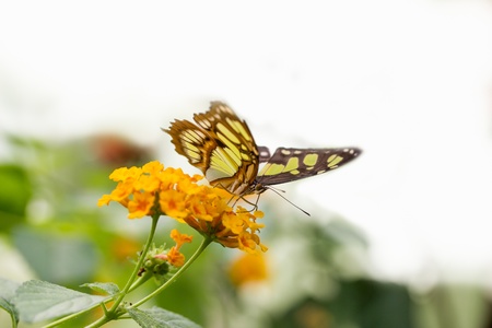 beautiful butterflyの写真素材