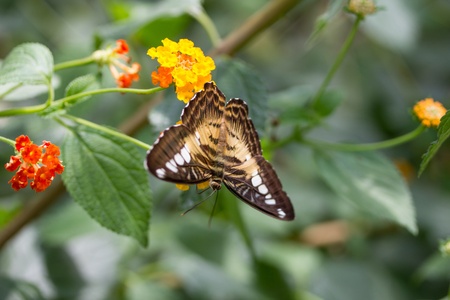 beautiful butterflyの写真素材