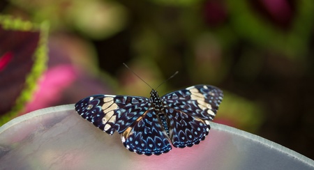 beautiful butterflyの写真素材