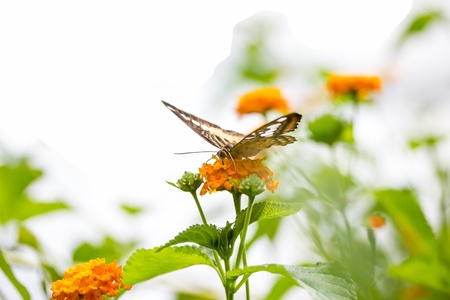 beautiful butterflyの写真素材