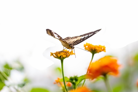 beautiful butterflyの写真素材