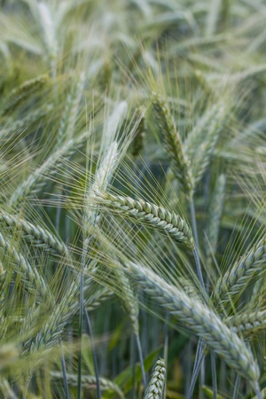 young green wheat fieldの写真素材